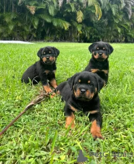 Photo №1. rottweiler - for sale in the city of Munich | 370$ | Announcement № 107569