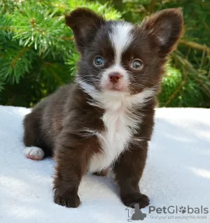 Photo №2 to announcement № 110779 for the sale of chihuahua - buy in Russian Federation private announcement, breeder