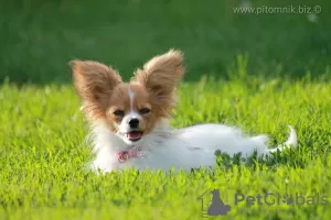 Photo №2 to announcement № 13300 for the sale of papillon dog - buy in Belarus from nursery