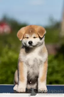 Photo №3. Akita-Inu puppies for sale. Belarus