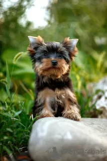 Additional photos: I offer Yorkshire terrier puppies for sale