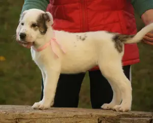 Additional photos: Central Asian Shepherd Puppy White-Tiger Girl