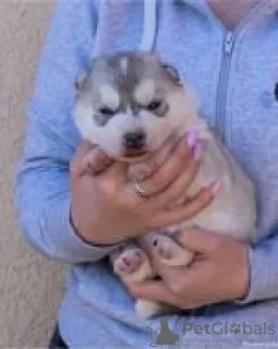 Additional photos: siberian husky puppies