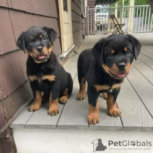 Photo №1. rottweiler - for sale in the city of Berlin | negotiated | Announcement № 119708