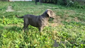 Additional photos: CANE CORSO beautiful puppies