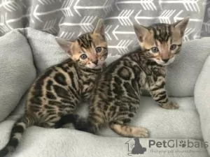 Photo №1. bengal cat - for sale in the city of Tornio | Is free | Announcement № 128445